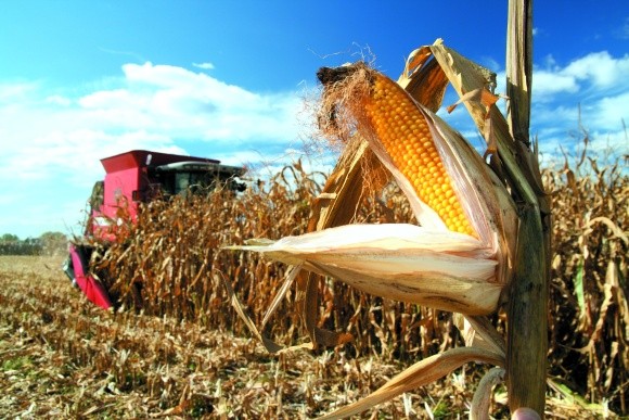 Вирощування кукурудзи: різним зонам України - своя кукурудза фото, ілюстрація