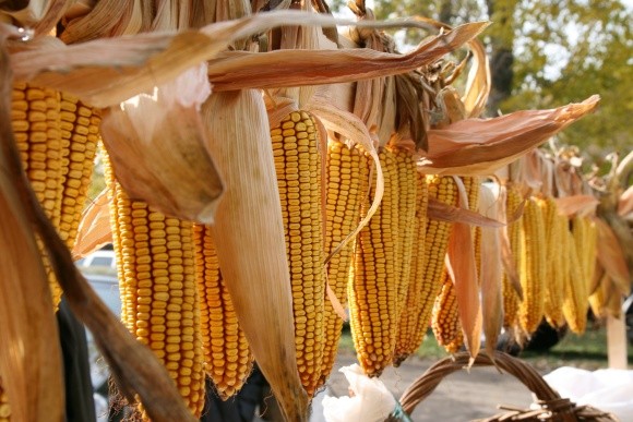 Стратегія вітчизняного вирощування кукурудзи в умовах зміни клімату фото, ілюстрація