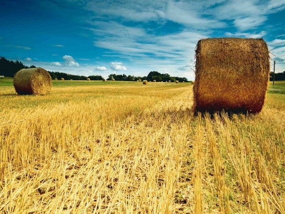 Солома варта на увагу фото, ілюстрація