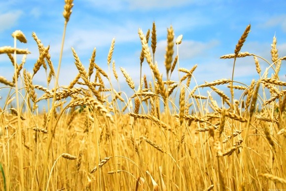 Догляд за посівами пшениці озимої в пізні фази вегетації фото, ілюстрація