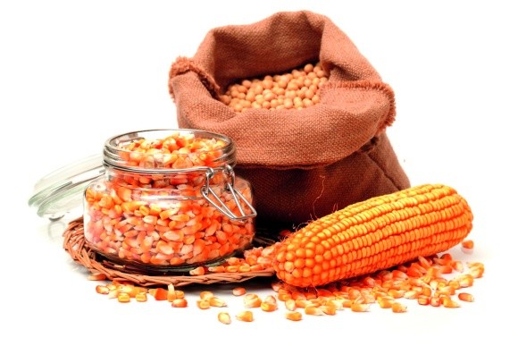 Ринок насіння в Україні: як розпізнати контрафактні насіння? фото, ілюстрація