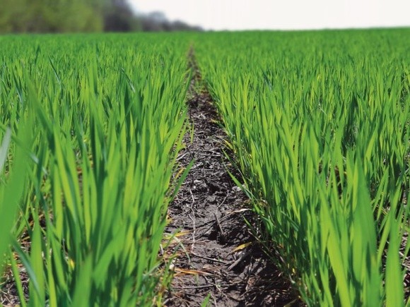 Мікроелементи для озимих: ріпак і пшениця фото, ілюстрація