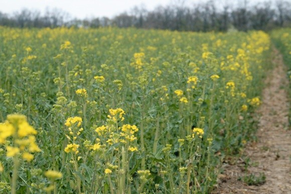 Вплив норм висіву на формування продуктивності озимого ріпаку фото, ілюстрація