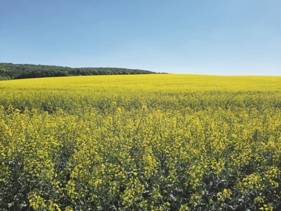 З гібридами озимого ріпаку Brevant ™ seeds працювати ефективно і прибутково фото, ілюстрація