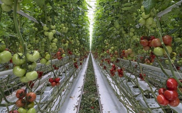 Органічні та штучні субстрати для розсади томатів у сучасній теплиці фото, ілюстрація