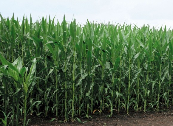 Инокулянты для кукурузы в течение вегетационного периода фото, иллюстрация