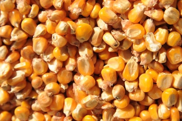 Как предупредить травмирование семян кукурузы? фото, иллюстрация