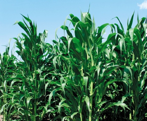 Контроль сорняков и болезней кукурузы гербицидами фото, иллюстрация