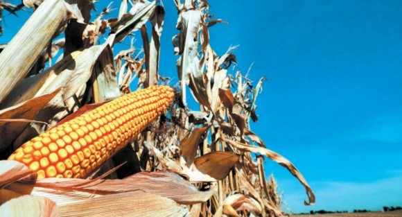 Ризики ураження кукурудзи шкідливими організмами фото, иллюстрация