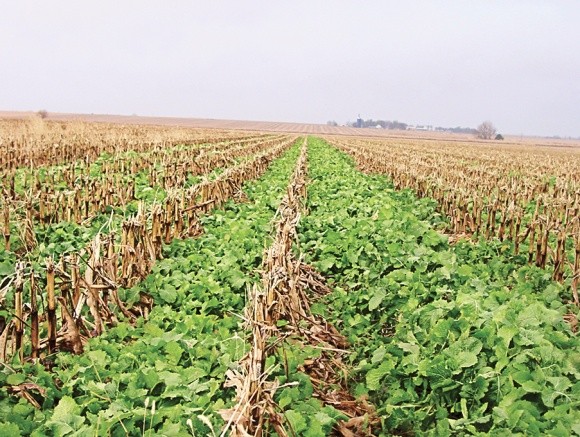 Соя и кукуруза - оптимальный севооборот или истощение почвы? фото, иллюстрация