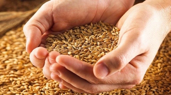 Методы опеределения болезней семян зерновых фото, иллюстрация