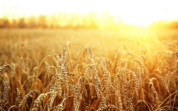 Зерновий ринок: чого чекати далі? фото, ілюстрація