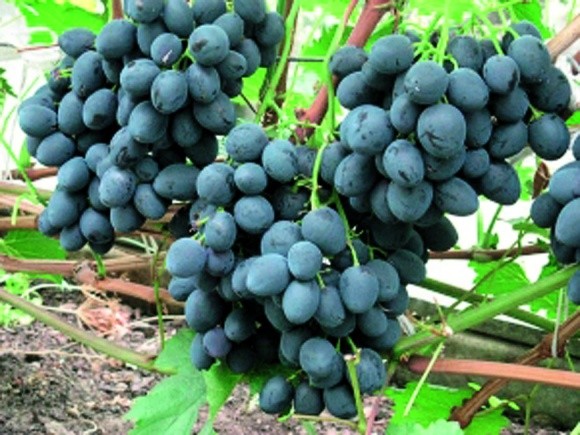 ТОП-10 кращих сор­тів для північно­го ви­но­гра­дар­ст­ва фото, ілюстрація