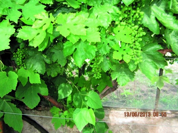 Найпоширеніші шкідники виноградників фото, ілюстрація