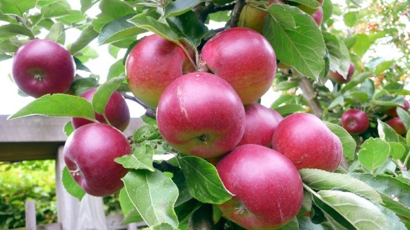 Червиця в’їдлива — небезпечний шкідник яблуневих насаджень фото, ілюстрація