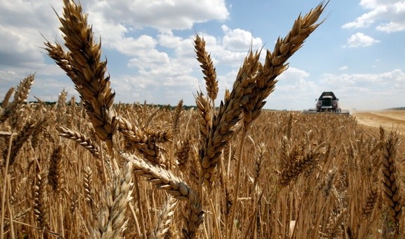 Яким бути новим стандартам на пшеницю? фото, ілюстрація