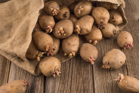 Підготовка картоплі до посадки — один із елементів підвищення врожайності фото, ілюстрація