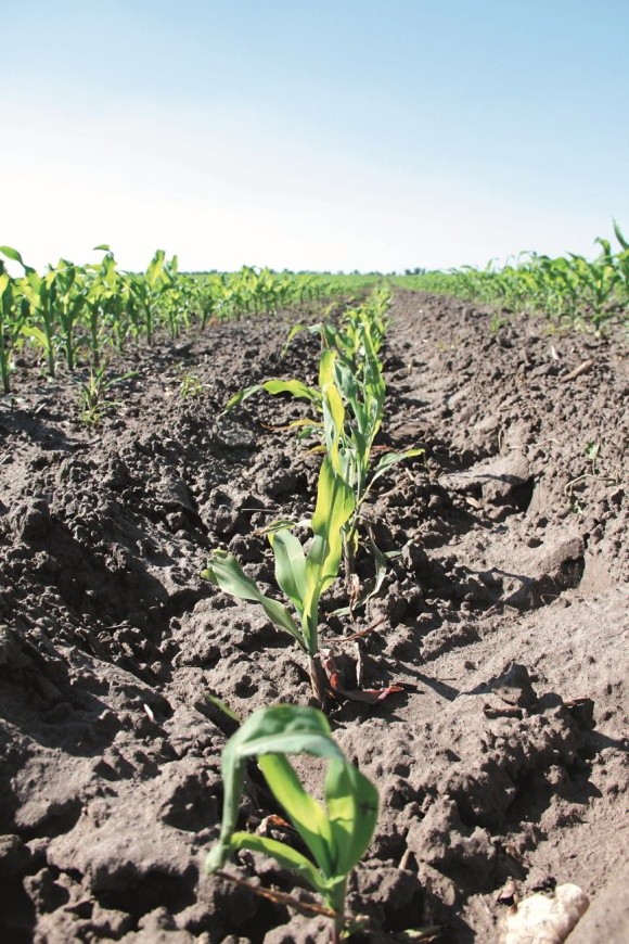 Особливості вирощування кукурудзи на зерно у степовій зоні фото, ілюстрація