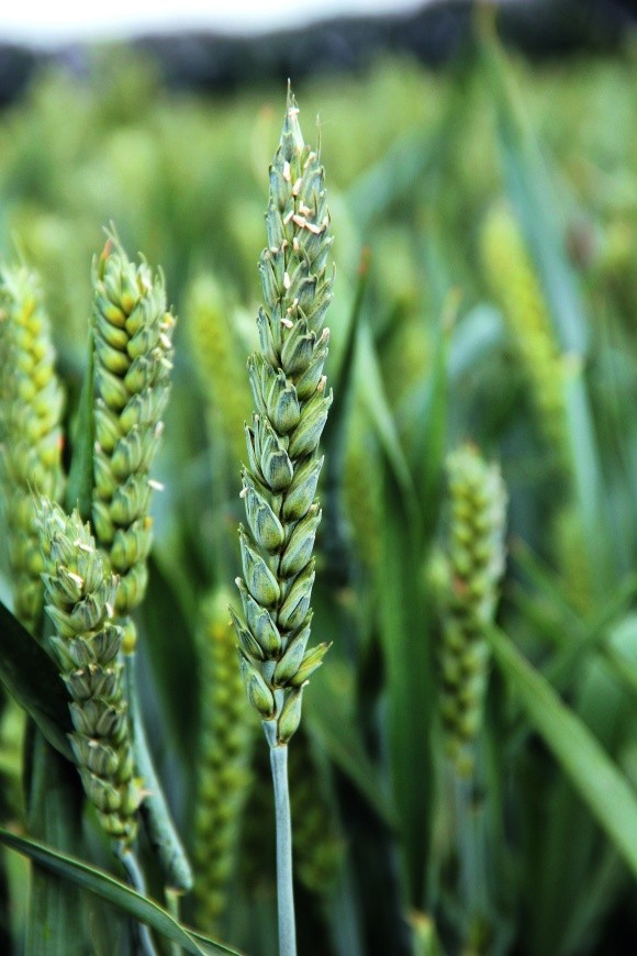 Протруйники насіння зернових: правильний вибір та ефективність використання фото, ілюстрація