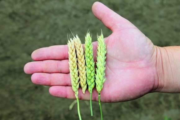 Формирование производительности колоса зерновых культур  фото, иллюстрация