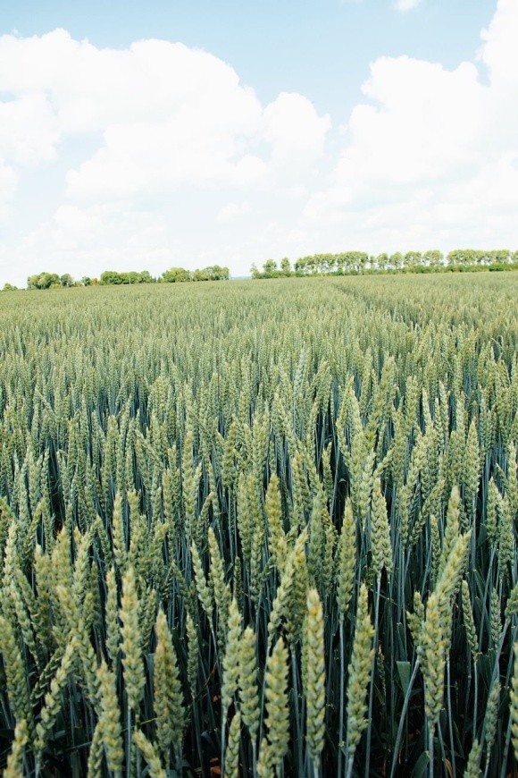 Догляд за пшеницею озимою у пізні фази вегетації фото, ілюстрація