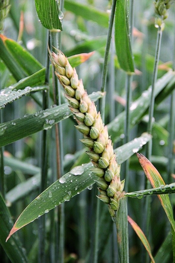 Азотні добрива у формі КАС: ефективність у посівах озимої пшениці фото, ілюстрація