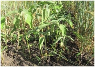 Особливості боротьби з падалицею стійких гібридів соняшнику в посівах зернових фото, ілюстрація