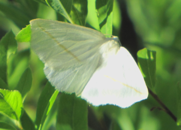 Інтегрована система захисту багаторічних насаджень від американського білого метелика фото, ілюстрація