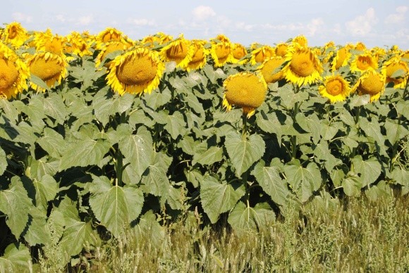 Найурожайніші гібриди соняшнику та кукурудзи 2020 року фото, ілюстрація