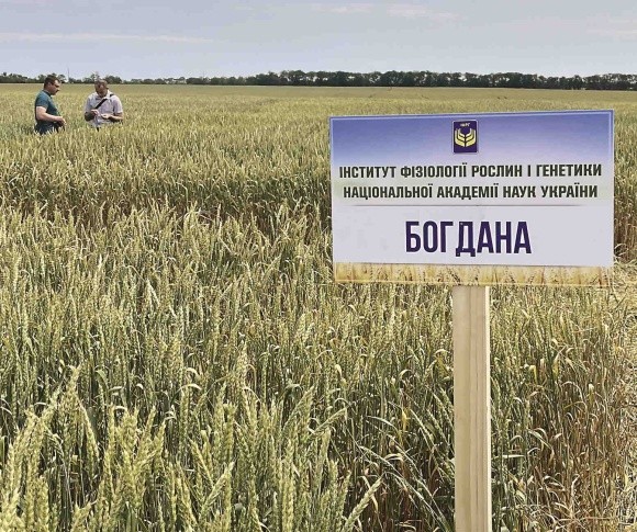 Київські пшениці — хліб нашої Перемоги! фото, ілюстрація