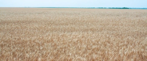 Десикація посівів пшениці перед жнивами фото, иллюстрация
