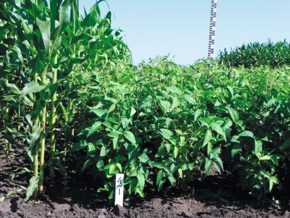 Ефективне вирощування кукурудзи з соєю в кулісно-смугових посівах фото, ілюстрація