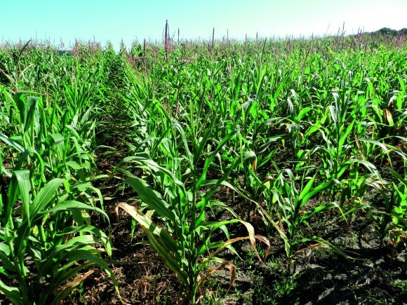 Защита кукурузы от однодольных и двудольных видов сорняков фото, иллюстрация