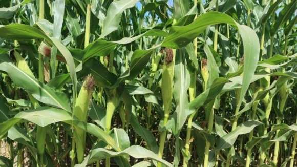 Первые прогнозы на 2022 год: прибыльность кукурузы снизится втрое фото, иллюстрация