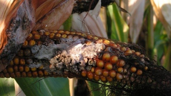 Хвороби насіння кукурудзи фото, ілюстрація