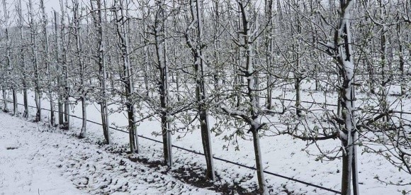 Закордонний досвід захисту садів від заморозків фото, ілюстрація