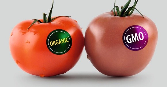 Обіг ГМО в Україні: закон прийнято, наближаємося  до Європи фото, ілюстрація