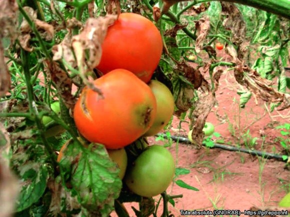 Поширення та шкодочинність південноамериканської томатної молі фото, ілюстрація