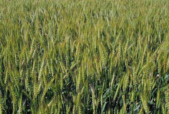 Пшениця яра: актуальні питання сьогодення фото, ілюстрація