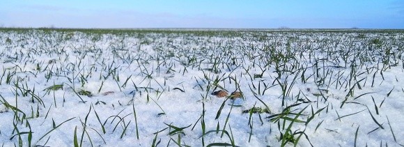 ПШЕНИЦЯ ОЗИМА В УКРАЇНІ: особливості розвитку та стійкість пшениці озимої до стресових умов зимівлі фото, ілюстрація