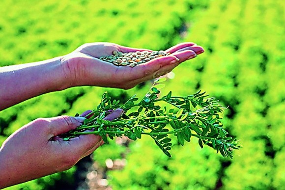 Технологія вирощування сочевиці в Україні фото, иллюстрация