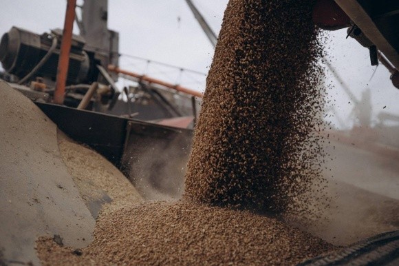 Вирощування, зберігання та експорт зерна в нових умовах. Рекомендації фахівців із якості фото, ілюстрація