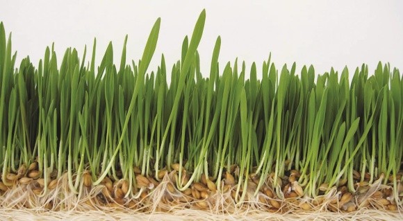 Виходимо із зими: внесення регуляторів росту на озимій пшениці фото, ілюстрація