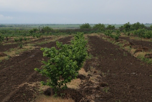 Садоводы требуют. Развитие садоводства в Украине в 2020 году фото, иллюстрация