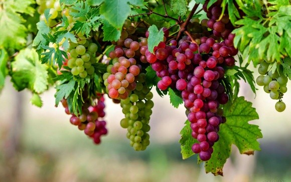 Виноградарські тенденції Одещини, — ТД "Кіссон" фото, ілюстрація