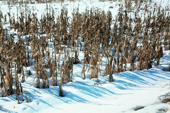Особенности добычи свеклы и кукурузы из-под снега фото, иллюстрация
