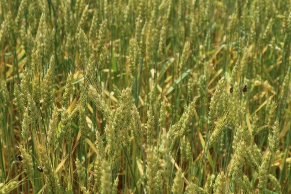 Шкідники і хвороби озимих зернових: поточна ситуація фото, ілюстрація