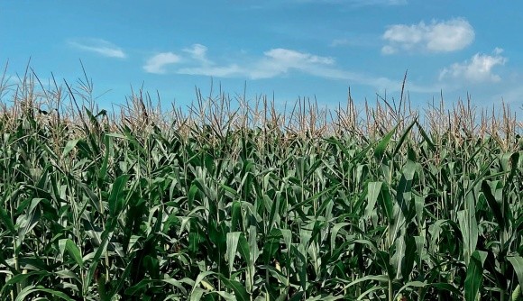 Радіант™ — інноваційне рішення для контролю лускокрилих шкідників кукурудзи фото, ілюстрація