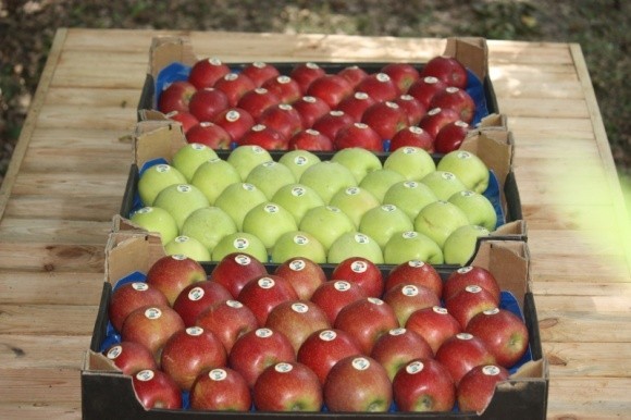 Експорт яблук: як Україна відкриває азійський та африканський ринки фото, ілюстрація