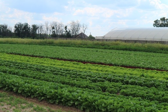 Еко-землеробство поневолі: вирощування салату фото, ілюстрація